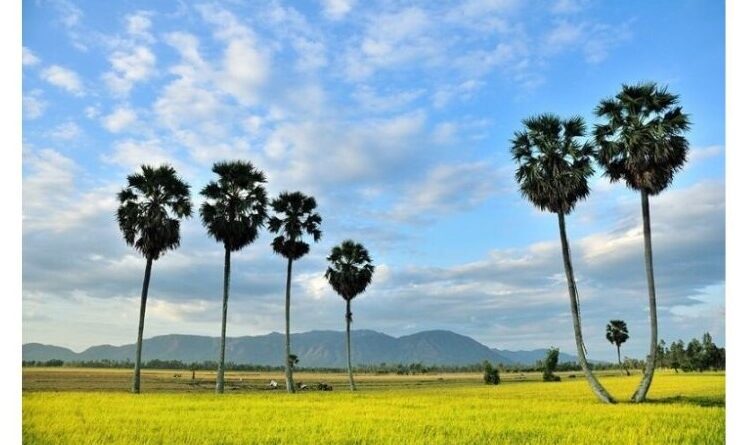 Thốt nốt An Giang